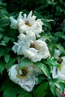 White Peonies grown by Howard Adams